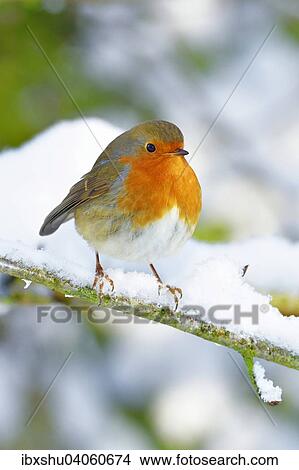 Picture - Rotkehlchen (Erithacus rubecula), sitzt auf schneebedecktem Ast, Schweiz, Europa. Fotosearch