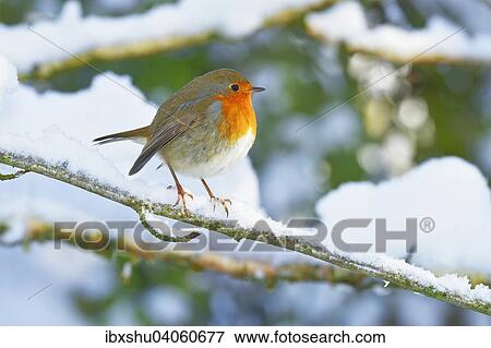 Stock Photo - Rotkehlchen (Erithacus rubecula), sitzt auf schneebedecktem Ast, Schweiz, Europa. Fotosearch