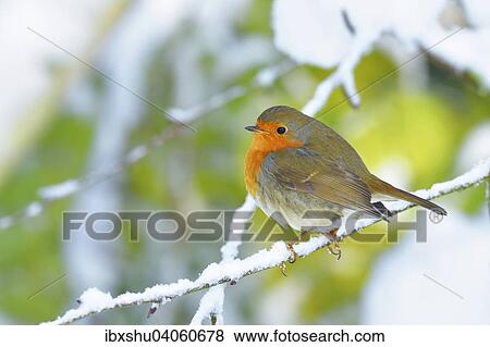Rotkehlchen (Erithacus rubecula), sitzt auf schneebedecktem Ast, Schweiz, Europa View Large Photo Image Stock Photo - Rotkehlchen (Erithacus rubecula), sitzt auf schneebedecktem Ast, Schweiz, Europa. Fotosearch