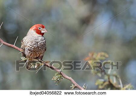 Rotkopfamadine, auch Paradiesamadine (Amadina erythrocephala), Mannchen, auf einem Zweig, Kgalagadi-Transfrontier-Nationalpark, Provinz Nordkap, Sudafrika View Large Photo Image Stock Image - Rotkopfamadine, auch Paradiesamadine (Amadina erythrocephala), Mannchen, auf einem Zweig, Kgalagadi-Transfrontier-Nationalpark, Provinz Nordkap, Sudafrika. Fotosearch