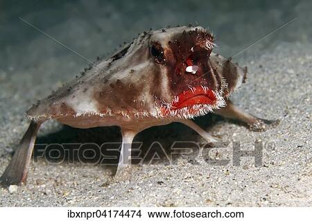 Rotlippen-Fledermausfisch, Darwin-Fledermausfisch (Ogcocephalus darwini), Cocos Island, Kokosinsel, Costa Rica, Nordamerika View Large Photo Image Picture - Rotlippen-Fledermausfisch, Darwin-Fledermausfisch (Ogcocephalus darwini), Cocos Island, Kokosinsel, Costa Rica, Nordamerika. Fotosearch