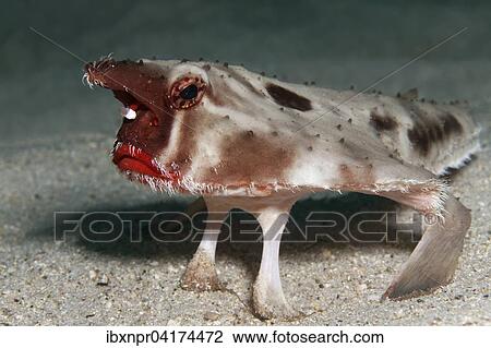 Rotlippen-Fledermausfisch, Darwin-Fledermausfisch (Ogcocephalus darwini), Cocos Island, Kokosinsel, Costa Rica, Nordamerika View Large Photo Image Stock Image - Rotlippen-Fledermausfisch, Darwin-Fledermausfisch (Ogcocephalus darwini), Cocos Island, Kokosinsel, Costa Rica, Nordamerika. Fotosearch