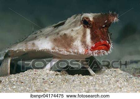 Rotlippen-Fledermausfisch, Darwin-Fledermausfisch (Ogcocephalus darwini), Cocos Island, Kokosinsel, Costa Rica, Nordamerika View Large Photo Image Stock Photography - Rotlippen-Fledermausfisch, Darwin-Fledermausfisch (Ogcocephalus darwini), Cocos Island, Kokosinsel, Costa Rica, Nordamerika. Fotosearch