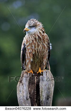 Rotmilan (Milvus milvus), adult, auf Warte, captive, Eifel, Rheinland-Pfalz, Deutschland, Europa View Large Photo Image Stock Photo - Rotmilan (Milvus milvus), adult, auf Warte, captive, Eifel, Rheinland-Pfalz, Deutschland, Europa. Fotosearch