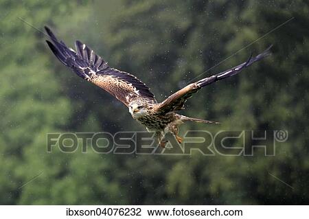 Rotmilan (Milvus milvus), adult, fliegend, captive, Eifel, Rheinland-Pfalz, Deutschland, Europa View Large Photo Image Stock Image - Rotmilan (Milvus milvus), adult, fliegend, captive, Eifel, Rheinland-Pfalz, Deutschland, Europa. Fotosearch