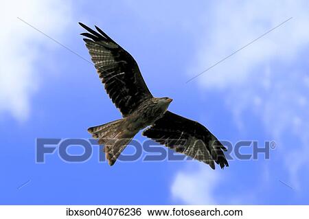 Rotmilan (Milvus milvus), adult, fliegend, captive, Eifel, Rheinland-Pfalz, Deutschland, Europa View Large Photo Image Stock Photograph - Rotmilan (Milvus milvus), adult, fliegend, captive, Eifel, Rheinland-Pfalz, Deutschland, Europa. Fotosearch