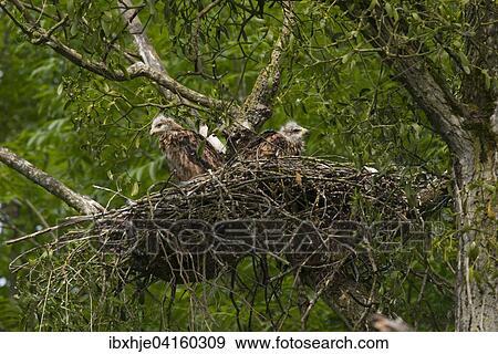 Rotmilan (Milvus milvus), Nest, Rheinland-Pfalz, Deutschland, Europa View Large Photo Image Stock Photo - Rotmilan (Milvus milvus), Nest, Rheinland-Pfalz, Deutschland, Europa. Fotosearch