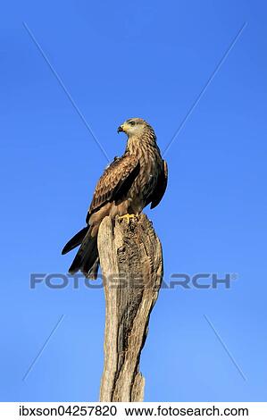 Rotmilan, (Milvus milvus), Roter Milan, Gabelweihe, Konigsweihe, adult auf Warte, Kasselburg, Eifel, Deutschland, Europa View Large Photo Image Stock Image - Rotmilan, (Milvus milvus), Roter Milan, Gabelweihe, Konigsweihe, adult auf Warte, Kasselburg, Eifel, Deutschland, Europa. Fotosearch