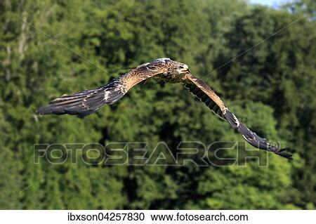 Rotmilan, (Milvus milvus), Roter Milan, Gabelweihe, Konigsweihe, adult fliegend, Kasselburg, Eifel, Deutschland, Europa View Large Photo Image Stock Image - Rotmilan, (Milvus milvus), Roter Milan, Gabelweihe, Konigsweihe, adult fliegend, Kasselburg, Eifel, Deutschland, Europa. Fotosearch