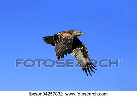 Stock Image - Rotmilan, (Milvus milvus), Roter Milan, Gabelweihe, Konigsweihe, adult fliegend, Kasselburg, Eifel, Deutschland, Europa. Fotosearch