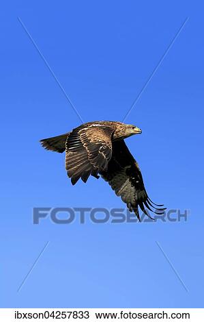 Rotmilan, (Milvus milvus), Roter Milan, Gabelweihe, Konigsweihe, adult fliegend, Kasselburg, Eifel, Deutschland, Europa View Large Photo Image Stock Image - Rotmilan, (Milvus milvus), Roter Milan, Gabelweihe, Konigsweihe, adult fliegend, Kasselburg, Eifel, Deutschland, Europa. Fotosearch
