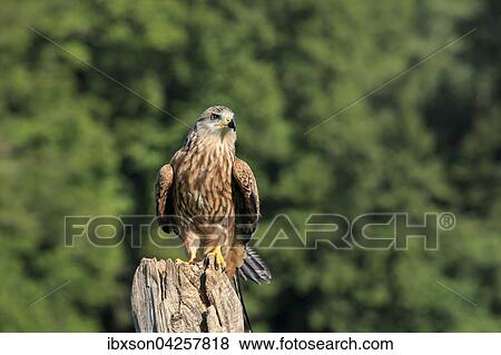 Rotmilan, (Milvus milvus), Roter Milan, Gabelweihe, Konigsweihe, adult auf Warte, Kasselburg, Eifel, Deutschland, Europa View Large Photo Image Stock Photo - Rotmilan, (Milvus milvus), Roter Milan, Gabelweihe, Konigsweihe, adult auf Warte, Kasselburg, Eifel, Deutschland, Europa. Fotosearch