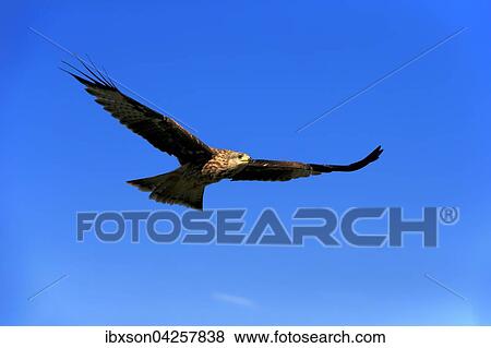 Rotmilan, (Milvus milvus), Roter Milan, Gabelweihe, Konigsweihe, adult fliegend, Kasselburg, Eifel, Deutschland, Europa View Large Photo Image Stock Photo - Rotmilan, (Milvus milvus), Roter Milan, Gabelweihe, Konigsweihe, adult fliegend, Kasselburg, Eifel, Deutschland, Europa. Fotosearch
