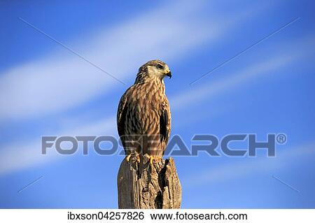 Rotmilan, (Milvus milvus), Roter Milan, Gabelweihe, Konigsweihe, adult auf Warte, Kasselburg, Eifel, Deutschland, Europa View Large Photo Image Stock Photograph - Rotmilan, (Milvus milvus), Roter Milan, Gabelweihe, Konigsweihe, adult auf Warte, Kasselburg, Eifel, Deutschland, Europa. Fotosearch