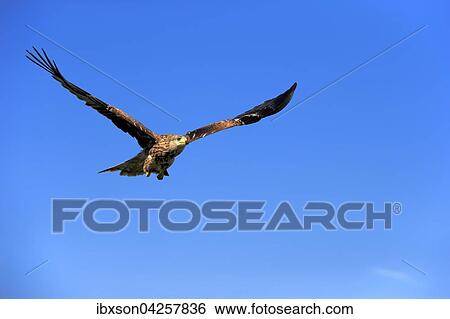 Rotmilan, (Milvus milvus), Roter Milan, Gabelweihe, Konigsweihe, adult fliegend, Kasselburg, Eifel, Deutschland, Europa View Large Photo Image Stock Photograph - Rotmilan, (Milvus milvus), Roter Milan, Gabelweihe, Konigsweihe, adult fliegend, Kasselburg, Eifel, Deutschland, Europa. Fotosearch
