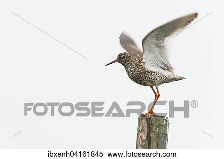 Stock Photography - Rotschenkel (Tringa totanus) schlagt mit den Flugeln, steht auf Pfosten, Emsland, Niedersachsen, Deutschland, Europa. Fotosearch