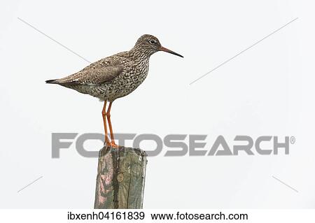 Rotschenkel (Tringa totanus) steht auf Pfosten, Emsland, Niedersachsen, Deutschland, Europa View Large Photo Image Stock Photo - Rotschenkel (Tringa totanus) steht auf Pfosten, Emsland, Niedersachsen, Deutschland, Europa. Fotosearch