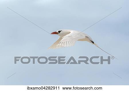 Stock Image - Rotschwanz-Tropikvogel (Phaethon rubricauda) im Flug, Lady Elliott Island, Queensland, Great Barrier Reef, Australien, Ozeanien. Fotosearch