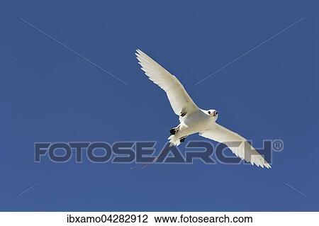 Rotschwanz-Tropikvogel (Phaethon rubricauda) im Flug, Lady Elliott Island, Queensland, Great Barrier Reef, Australien, Ozeanien View Large Photo Image Stock Image - Rotschwanz-Tropikvogel (Phaethon rubricauda) im Flug, Lady Elliott Island, Queensland, Great Barrier Reef, Australien, Ozeanien. Fotosearch