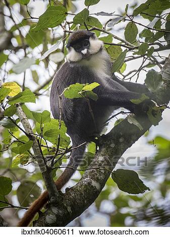 Stock Image - Rotschwanzmeerkatze oder Kongo-Weissnasenmeerkatze (Cercopithecus ascanius), Bigodi Wetland, Uganda, Afrika. Fotosearch