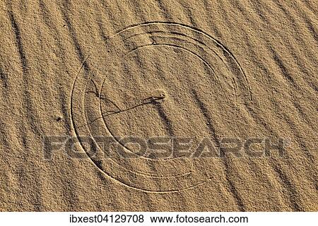 Stock Photo - Rundes Muster von bewegtem Gras auf einer Sanddune, Tassili n'Ajjer, Sahara, Algerien, Afrika. Fotosearch