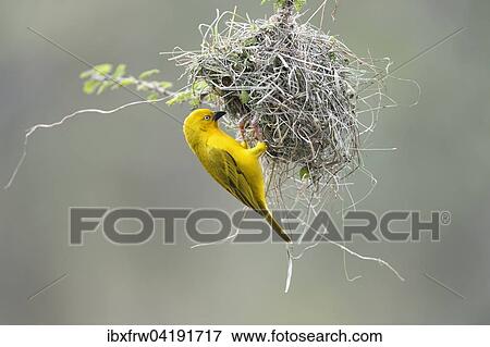 Safranweber (Ploceus xanthops), am Nest, Masai Mara Nationalreservat, Kenia, Afrika View Large Photo Image Stock Photo - Safranweber (Ploceus xanthops), am Nest, Masai Mara Nationalreservat, Kenia, Afrika. Fotosearch