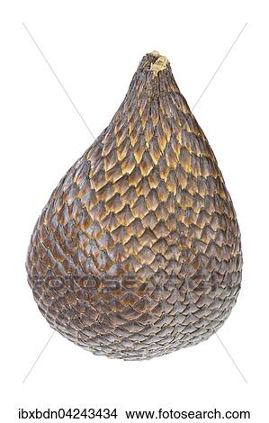 Salak, Schlangenfrucht oder Schlangenhautfrucht, Frucht der Salakpalme (Salacca zalacca), Bali, Indonesien, Asien View Large Photo Image Picture - Salak, Schlangenfrucht oder Schlangenhautfrucht, Frucht der Salakpalme (Salacca zalacca), Bali, Indonesien, Asien. Fotosearch