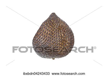 Salak, Schlangenfrucht oder Schlangenhautfrucht, Frucht der Salakpalme (Salacca zalacca), Bali, Indonesien, Asien View Large Photo Image Stock Image - Salak, Schlangenfrucht oder Schlangenhautfrucht, Frucht der Salakpalme (Salacca zalacca), Bali, Indonesien, Asien. Fotosearch