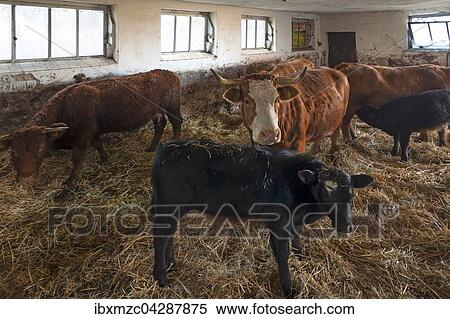 Sales Rinderrasse, vorne ein Anguskalb in einem Laufstall, mit Stroh eingestreut, Mittelfranken, Bayern, Deutschland, Europa View Large Photo Image Stock Photography - Sales Rinderrasse, vorne ein Anguskalb in einem Laufstall, mit Stroh eingestreut, Mittelfranken, Bayern, Deutschland, Europa. Fotosearch