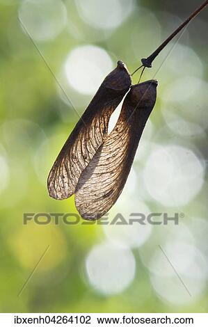 Stock Image - Samen des Eisenhutblattrigen Ahorns (Acer japonicum) im Gegenlicht, Niedersachsen, Deutschland, Europa. Fotosearch