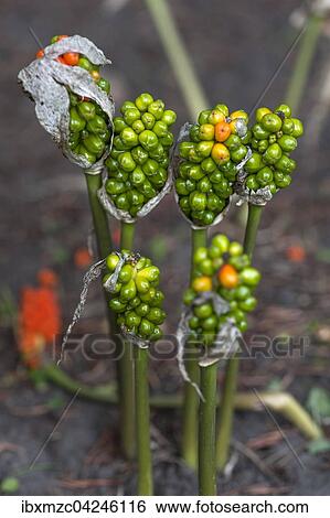 Samenstand vom Aronstab (Arum), Niedersachsen, Deutschland, Europa View Large Photo Image Stock Photograph - Samenstand vom Aronstab (Arum), Niedersachsen, Deutschland, Europa. Fotosearch