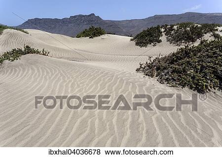 Sanddunen am Famara Strand, Playa de Famara, hinten Risco de Famara, Lanzarote, Kanarische Inseln, Spanien, Europa View Large Photo Image Stock Photo - Sanddunen am Famara Strand, Playa de Famara, hinten Risco de Famara, Lanzarote, Kanarische Inseln, Spanien, Europa. Fotosearch