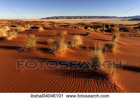 Sanddunen mit Gras, Abendlicht, hinten Tiras-Berge, Namib, Namibwuste, Namibia, Afrika View Large Photo Image Stock Image - Sanddunen mit Gras, Abendlicht, hinten Tiras-Berge, Namib, Namibwuste, Namibia, Afrika. Fotosearch