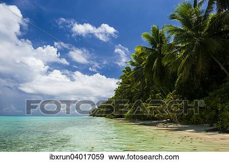 Stock Photo - Sandstrand mit Palmen, Atoll Ant, Pohnpei, Mikronesien, Ozeanien. Fotosearch