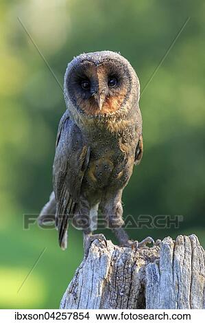 Sao Tome Schleiereule, Sao Tome Schleiereule, (Tyto thomensis), adult auf Warte, Kasselburg, Eifel, Deutschland, Europa View Large Photo Image Picture - Sao Tome Schleiereule, Sao Tome Schleiereule, (Tyto thomensis), adult auf Warte, Kasselburg, Eifel, Deutschland, Europa. Fotosearch