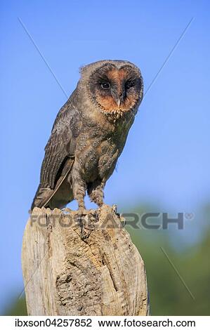 Sao Tome Schleiereule, Sao Tome Schleiereule, (Tyto thomensis), adult auf Warte, Kasselburg, Eifel, Deutschland, Europa View Large Photo Image Stock Image - Sao Tome Schleiereule, Sao Tome Schleiereule, (Tyto thomensis), adult auf Warte, Kasselburg, Eifel, Deutschland, Europa. Fotosearch