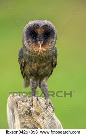 Sao Tome Schleiereule, Sao Tome Schleiereule, (Tyto thomensis), adult auf Warte, Kasselburg, Eifel, Deutschland, Europa View Large Photo Image Stock Image - Sao Tome Schleiereule, Sao Tome Schleiereule, (Tyto thomensis), adult auf Warte, Kasselburg, Eifel, Deutschland, Europa. Fotosearch