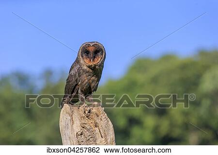 Sao Tome Schleiereule, Sao Tome Schleiereule, (Tyto thomensis), adult auf Warte, Kasselburg, Eifel, Deutschland, Europa View Large Photo Image Stock Image - Sao Tome Schleiereule, Sao Tome Schleiereule, (Tyto thomensis), adult auf Warte, Kasselburg, Eifel, Deutschland, Europa. Fotosearch