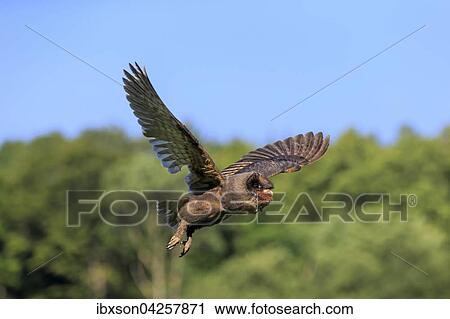 Sao Tome Schleiereule, Sao Tome Schleiereule, (Tyto thomensis), adult fliegend, Kasselburg, Eifel, Deutschland, Europa View Large Photo Image Stock Image - Sao Tome Schleiereule, Sao Tome Schleiereule, (Tyto thomensis), adult fliegend, Kasselburg, Eifel, Deutschland, Europa. Fotosearch