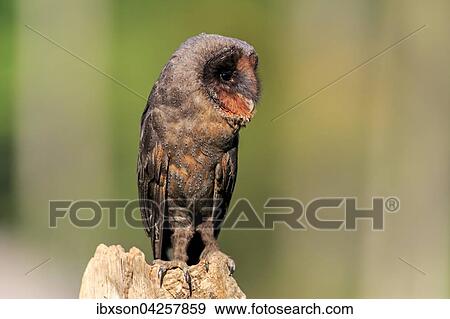 Stock Photo - Sao Tome Schleiereule, Sao Tome Schleiereule, (Tyto thomensis), adult auf Warte, Kasselburg, Eifel, Deutschland, Europa. Fotosearch