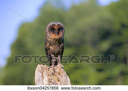 Sao Tome Schleiereule, Sao Tome Schleiereule, (Tyto thomensis), adult auf Warte, Kasselburg, Eifel, Deutschland, Europa View Large Photo Image Stock Photograph - Sao Tome Schleiereule, Sao Tome Schleiereule, (Tyto thomensis), adult auf Warte, Kasselburg, Eifel, Deutschland, Europa. Fotosearch