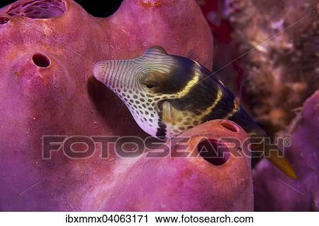 Sattel-Spitzkopfkugelfisch (Canthigaster valentini), Philippinen, Asien View Large Photo Image Stock Image - Sattel-Spitzkopfkugelfisch (Canthigaster valentini), Philippinen, Asien. Fotosearch