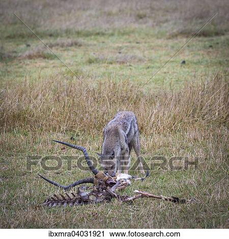 Schabrackenschakal (Canis mesomelas) frisst die Reste einer erlegten Impala (Aepyceros melampus), Okavango-Delta, Botswana, Afrika View Large Photo Image Stock Image - Schabrackenschakal (Canis mesomelas) frisst die Reste einer erlegten Impala (Aepyceros melampus), Okavango-Delta, Botswana, Afrika. Fotosearch