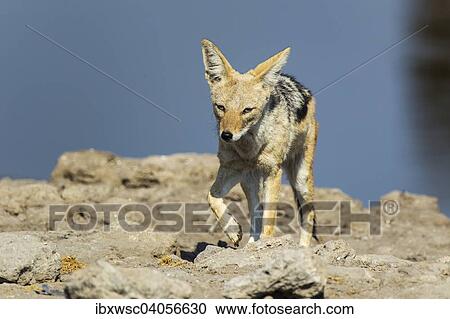 Schabrackenschakal (Canis mesomelas), Etosha-Nationalpark, Namibia, Afrika View Large Photo Image Stock Image - Schabrackenschakal (Canis mesomelas), Etosha-Nationalpark, Namibia, Afrika. Fotosearch