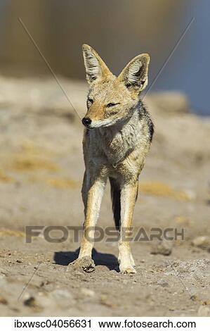 Schabrackenschakal (Canis mesomelas), Etosha-Nationalpark, Namibia, Afrika View Large Photo Image Stock Image - Schabrackenschakal (Canis mesomelas), Etosha-Nationalpark, Namibia, Afrika. Fotosearch