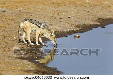 Stock Image - Schabrackenschakal (Canis mesomelas) beim Trinken am Wasserloch, Etosha-Nationalpark, Namibia, Afrika. Fotosearch