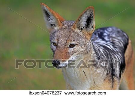 Schabrackenschakal (Canis mesomelas), adult, wachsam, Westkap, Sudafrika View Large Photo Image Stock Photo - Schabrackenschakal (Canis mesomelas), adult, wachsam, Westkap, Sudafrika. Fotosearch