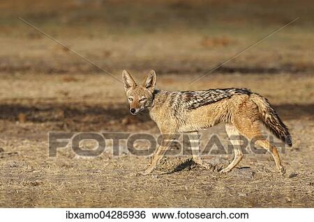 Schabrackenschakal (Canis Mesomelas), im Grasland, Etosha-Nationalpark, Namibia, Afrika View Large Photo Image Stock Photograph - Schabrackenschakal (Canis Mesomelas), im Grasland, Etosha-Nationalpark, Namibia, Afrika. Fotosearch