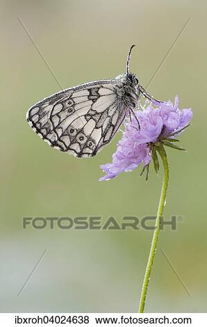 Stock Photo - Schachbrettfalter (Melanargia galathea) auf Blute. Fotosearch