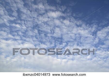 Schafchenwolken, Altocumulus, mit Kranichen (Grus grus) im Formationsflug, Deutschland, Europa View Large Photo Image Stock Image - Schafchenwolken, Altocumulus, mit Kranichen (Grus grus) im Formationsflug, Deutschland, Europa. Fotosearch